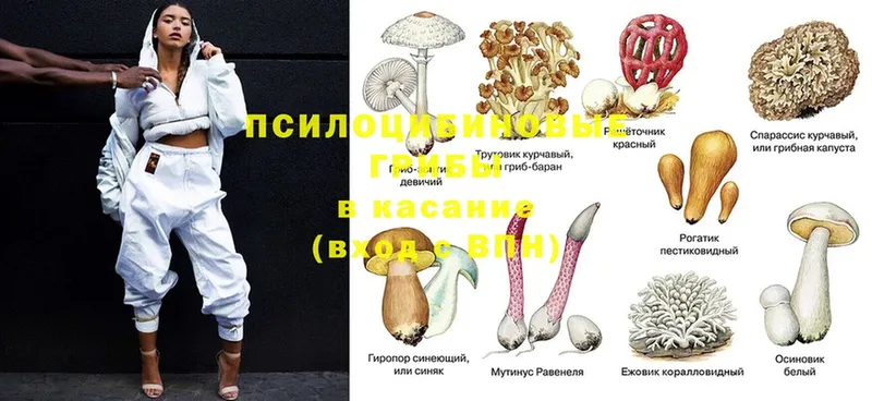 Псилоцибиновые грибы Psilocybine cubensis  Дальнереченск 